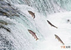 英国苏格兰三文鱼养殖场下药治海虱 或威胁海洋生态