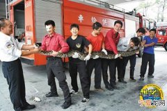 台湾台东港溪畔捕捉到4米长巨蟒