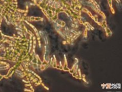 24亿年前地球上蓝藻的活动使得大气中充满氧气