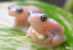 日本三重县鸟羽市水族馆展出透明青蛙