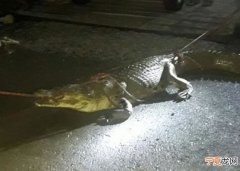 马来西亚中学校门惊现巨鳄 消防员赶往现场成功捕捉