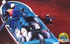 日本“太地町”再次展开猎杀海豚的活动