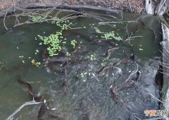 巴西亚马逊流域首次发现电鳗群体合作捕食灯鱼 颠覆鱼类学家固有观念