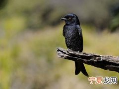 珊瑚礁噪声帮助小鱼找到家