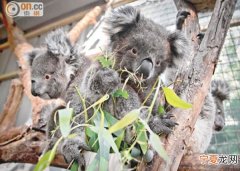 PETA 善待动物组织：澳洲维省全年逾60万动物死于科学研究