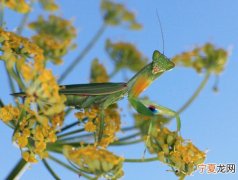 公新西兰螳螂在受到母斑光螳螂引诱后会把自己当做大餐自动奉上