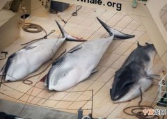 日本挪威反对 大西洋未能设鲸鱼保护区