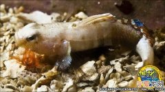 英国苏格兰水域首次发现吉约特虎虾鱼