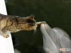 美国佛罗里达州海洋生物公园一只小猫与大西洋宽吻海豚玩耍