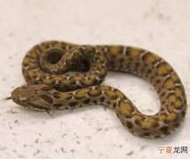 美国男子上洗手间时发现一条长4英尺的毒蛇环绕着马桶