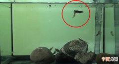 鱼也吃鱼翅：台湾学者在全球首次发现“糙体锐齿鰕虎是爱吃鱼鳍的鱼”