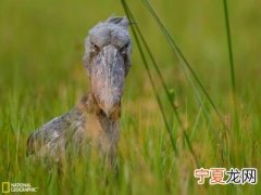 蝴蝶翅膀胜过发光部件