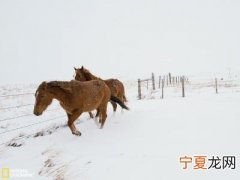 吃草的恐龙