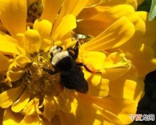 研究发现熊蜂为了觅食而长距离地寻找物种丰富的花丛