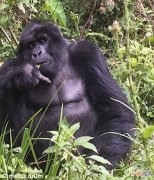 不满用膳雅兴受扰 非洲国家乌干达丛林大猩猩竖中指放巨响屁抗议