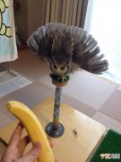 猫头鹰看到热带水果后“开屏”