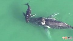 澳洲布里斯本母座头鲸不慎搁浅海滩 幼鲸在旁试图救助