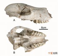 甘肃临夏发现爪兽化石表明当地曾存在温湿森林环境