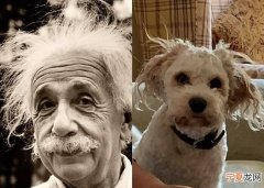 来自美国和英国的的狗主“相似者挑战”寻爱犬神似名人