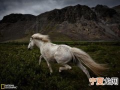英国发现已灭绝37年的绵羊猪