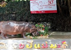 泰国萱律实动物园庆祝园内河马“玛丽”50岁大寿