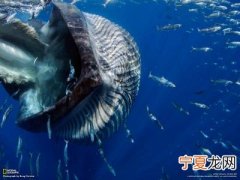 找金矿的细菌