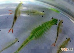 四川成都发现仙女虾