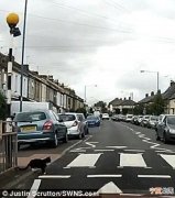 英国聪明猫遵守交通规则过马路走斑马线
