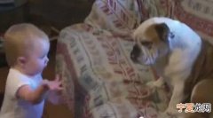 小主人说个不停 斗牛犬倒下装死