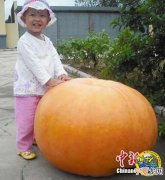 山东老汉种出巨型南瓜