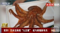 日本宫城县沿海村子发现有9个触手的章鱼 不排除与辐射有关