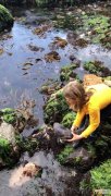 澳洲11岁女童徒手救起一条受困在浅滩岩石中的衸栌?