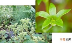 借助雨滴溅射传播种子的奇特植物：菊花草