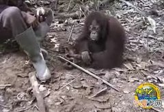 丛林中栖息的猩猩能够用手势表达单词或短语