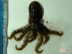 韩国济州岛西北沿岸暗礁发现剧毒蓝纹章鱼