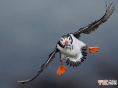 国家地理频道：北极海鹦