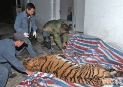 浙江温州市发生贩卖马戏团死老虎事件