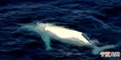 Migaloo 澳洲东部海域明星白化座头鲸“米加鲁”再度现身