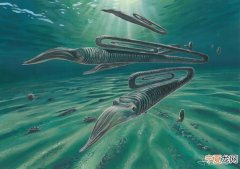 研究发现6800万年前的“回形针”菊石Diplomoceras maximum可能活到200岁