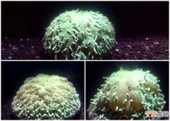 澳洲科学家首次录得珊瑚因水温上升赶走共生藻类引致变白现象的珍贵片段