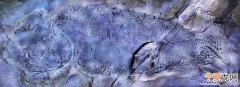 《PeerJ》：云南罗平发现世界上最古老的疣齿鱼科鱼类化石——“云南暴鱼”