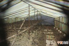 男子冒充科学实验建塑料大棚囚野鸟2万多只
