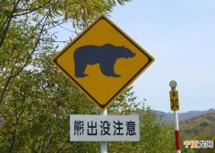 熊出没注意！日本岩手县黑熊袭击摩托车男