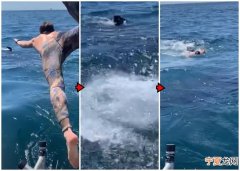 误以为是姥鲨 美国加州少年跳海同游惊见大白鲨