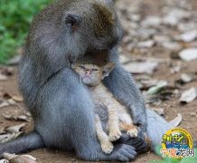 印尼巴厘岛一只短尾猴悉心照顾流浪猫