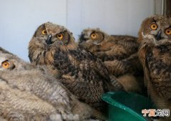辽宁森林公安救出24只学名为雕鸮的大猫头鹰