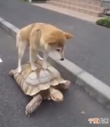 日本一只柴犬竟站在大乌龟的壳上让乌龟载它逛街