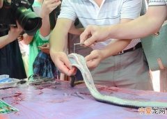 湖南“蛇王”解剖野生蛇检查出活体寄生虫