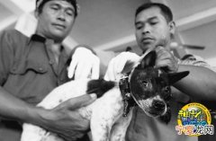 狂犬病袭击巴厘岛