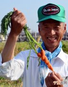 日本奈良县斑鸠町的一位农民收获形如麻花状的胡萝卜